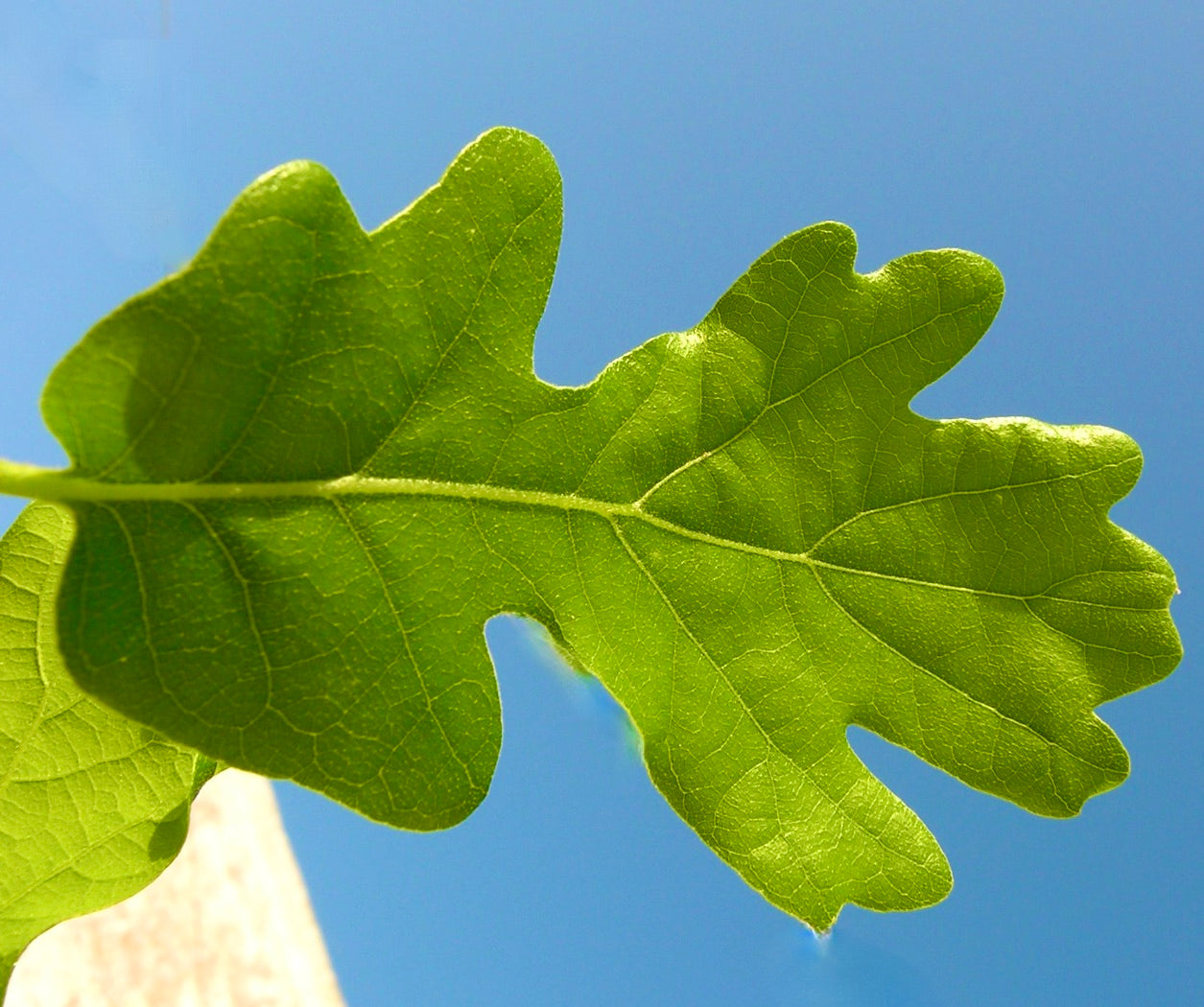 Foglia lobata verde brillante di Quercus virgiliana con vene chiare su sfondo di cielo azzurro