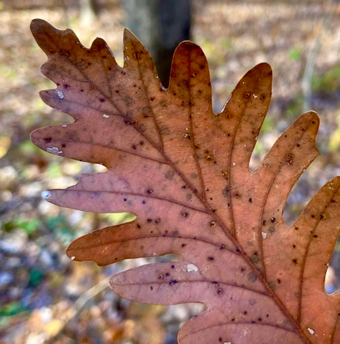 Foglia autunnale dettagliata di Quercus x saulii con texture marrone lobata e macchie scure