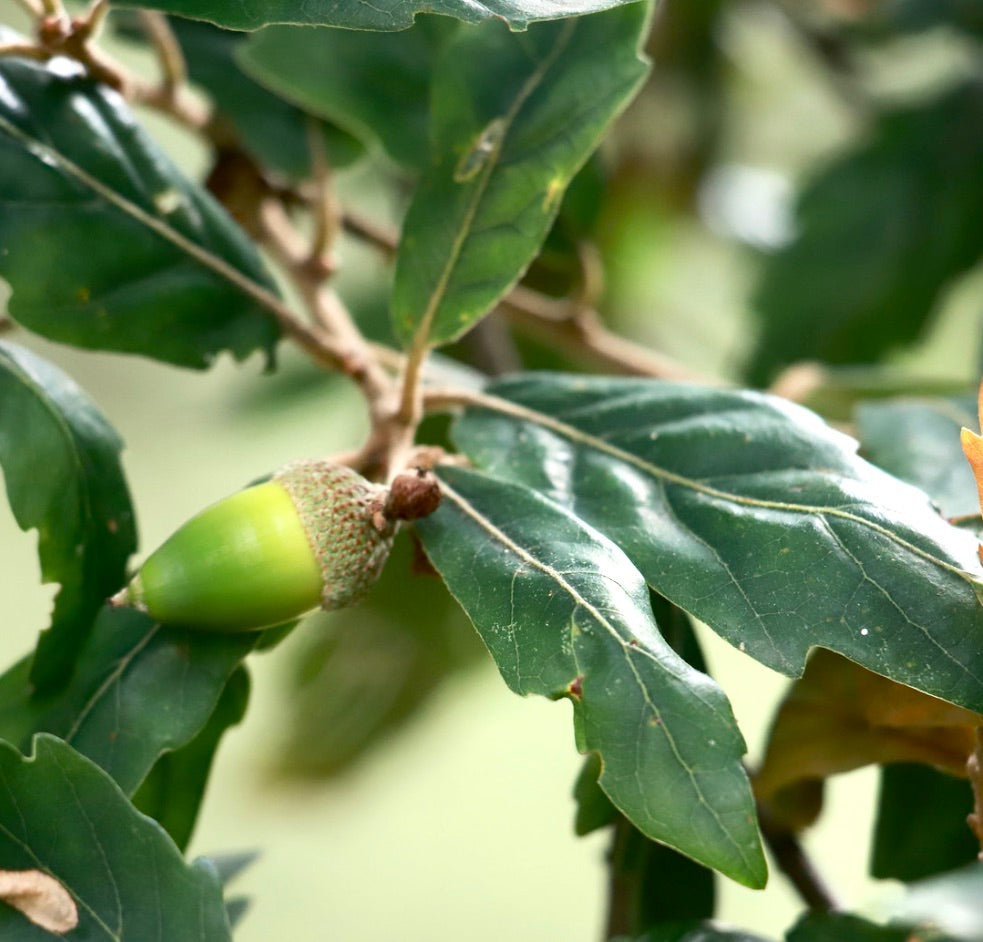 Ghianda verde di Quercus x turneri con foglie lucide e lobate su ramo in primo piano