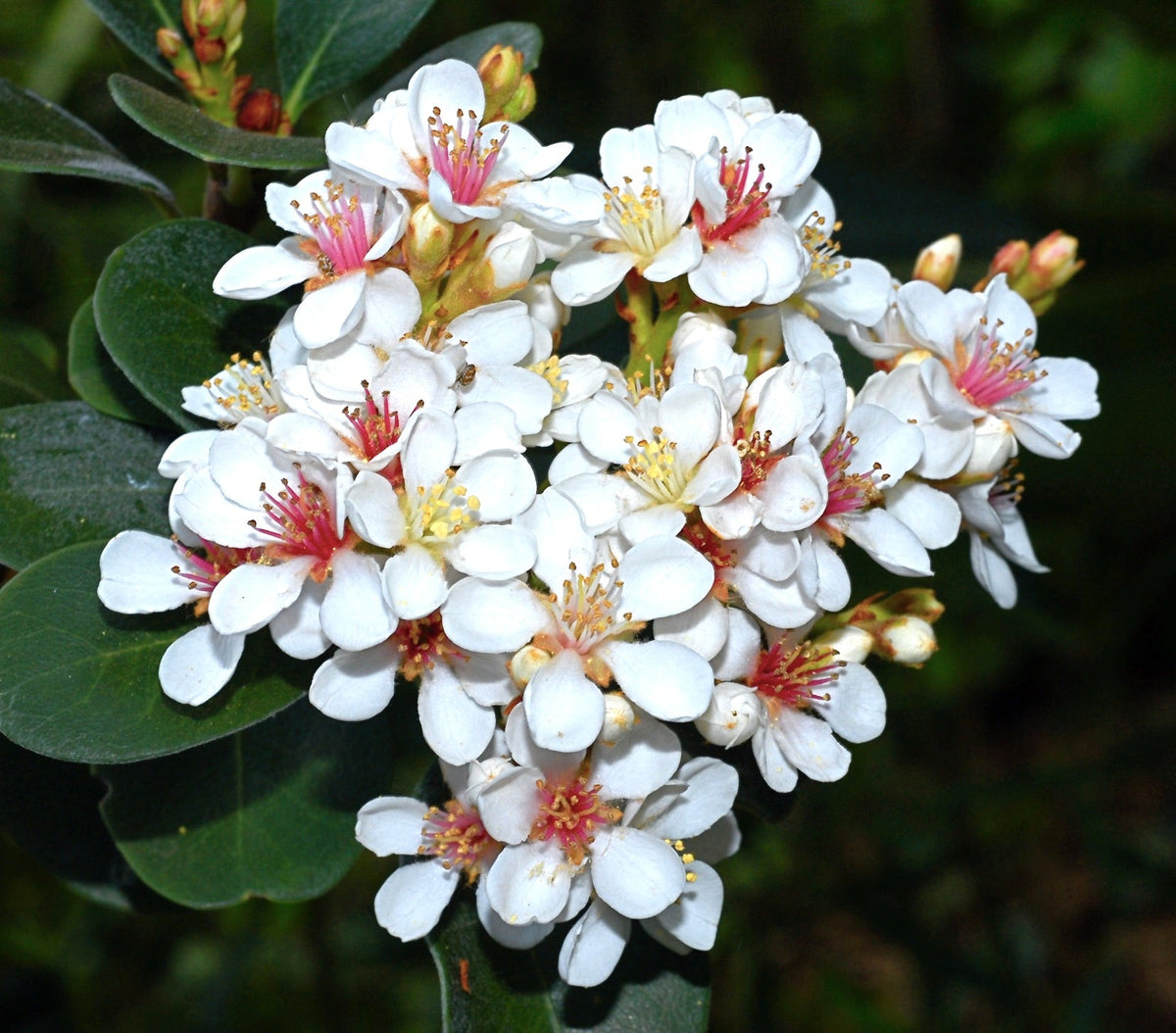 Raphiolepis indica 20-50cm | Indian hawthorn | Hong Kong hawthorn