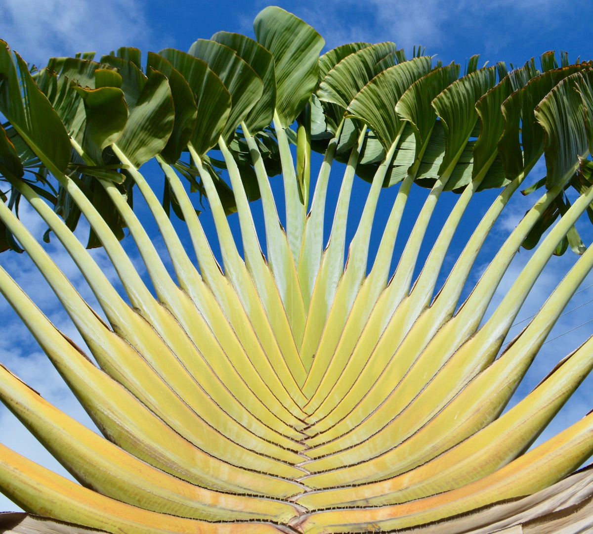 Ravenala madagascariensis 150-160cm | Traveler's tree