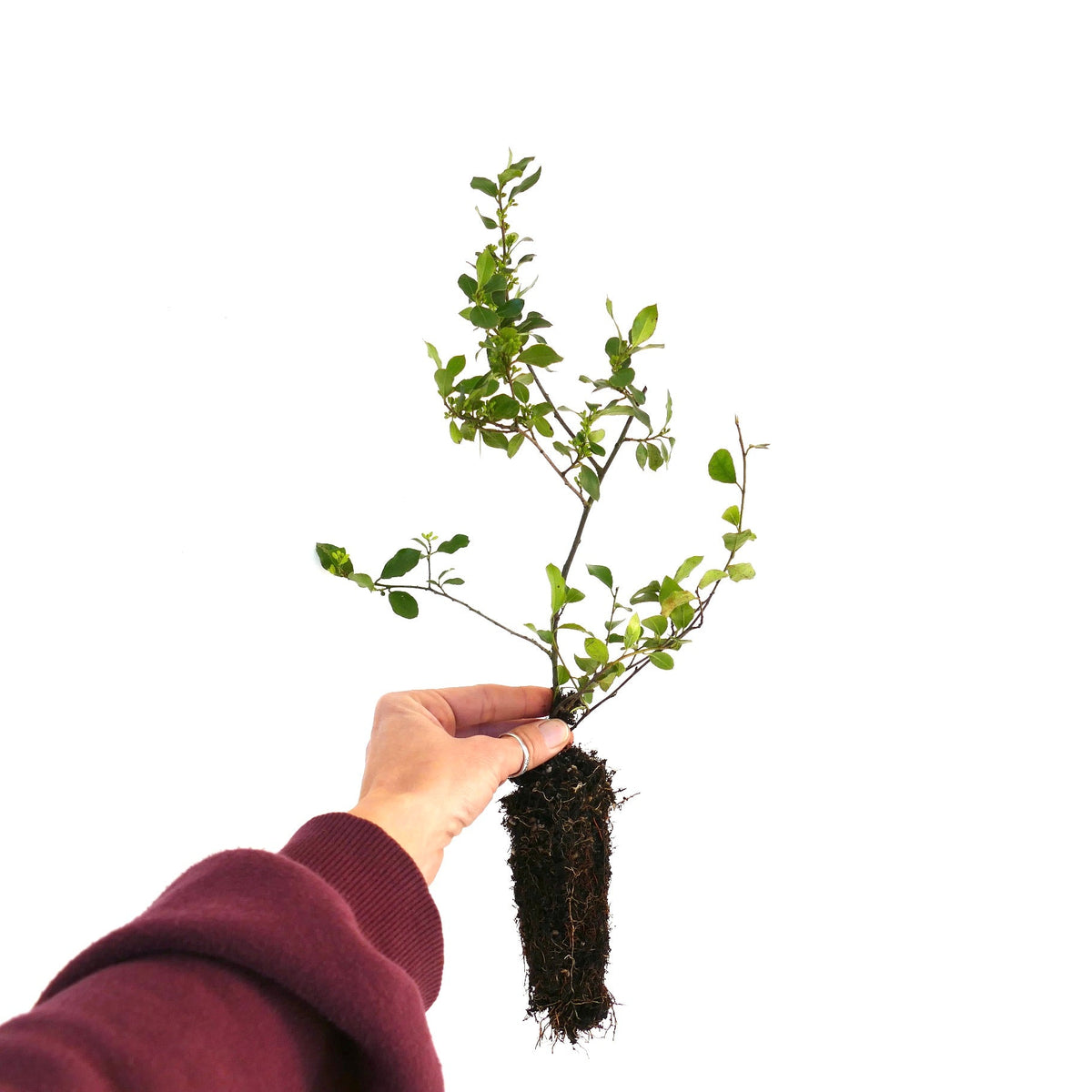 Rhamnus alaternus 5-10cm | Italian buckthorn | Mediterranean buckthorn