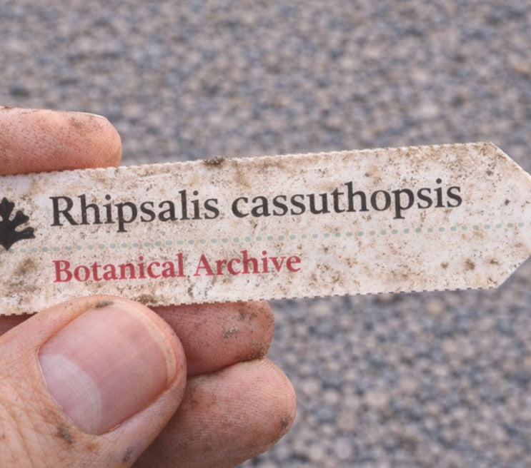 Etichetta stampata per pianta di Rhipsalis cassuthopsis tenuta in mano sporca all'aperto