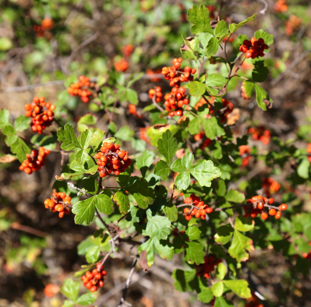 Arbusto di Rhus aromatica con foglie verdi lobate e grappoli di bacche di un vivace arancione-rosso