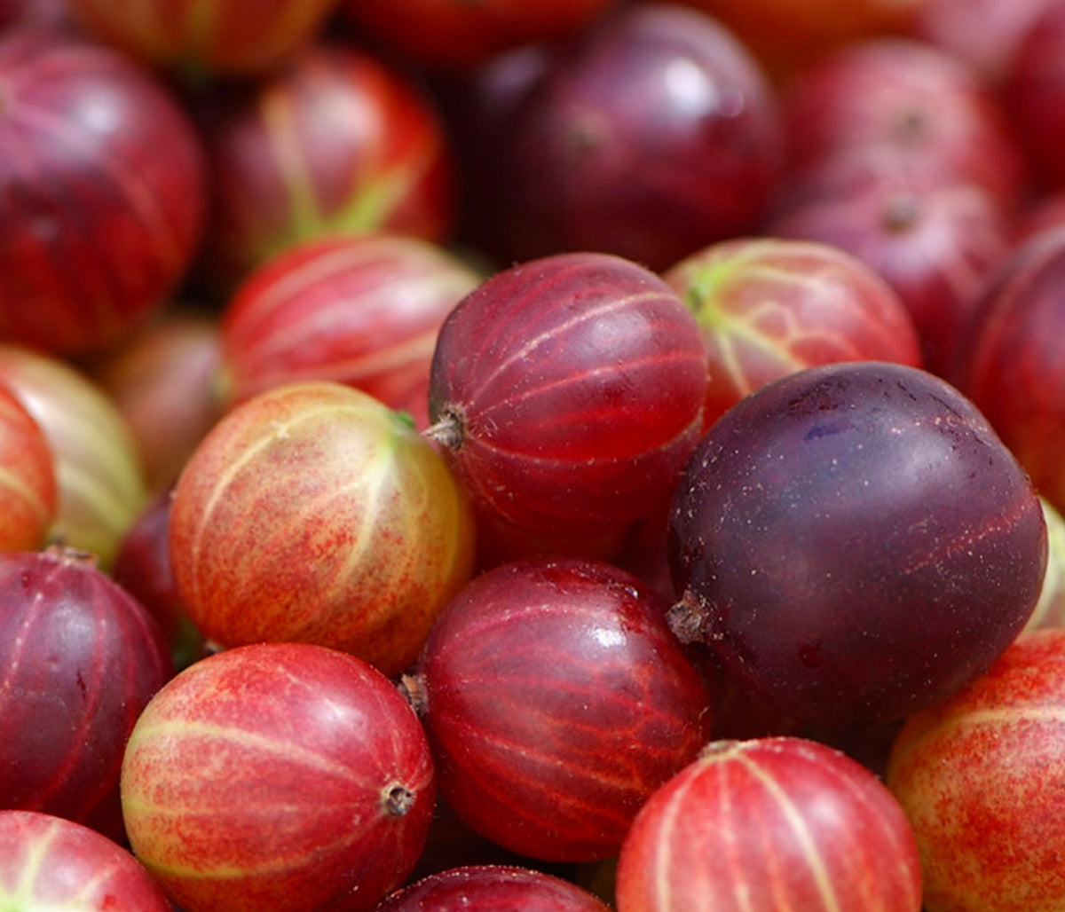 Ribes grossularia 15-40cm | Gooseberry | European gooseberry