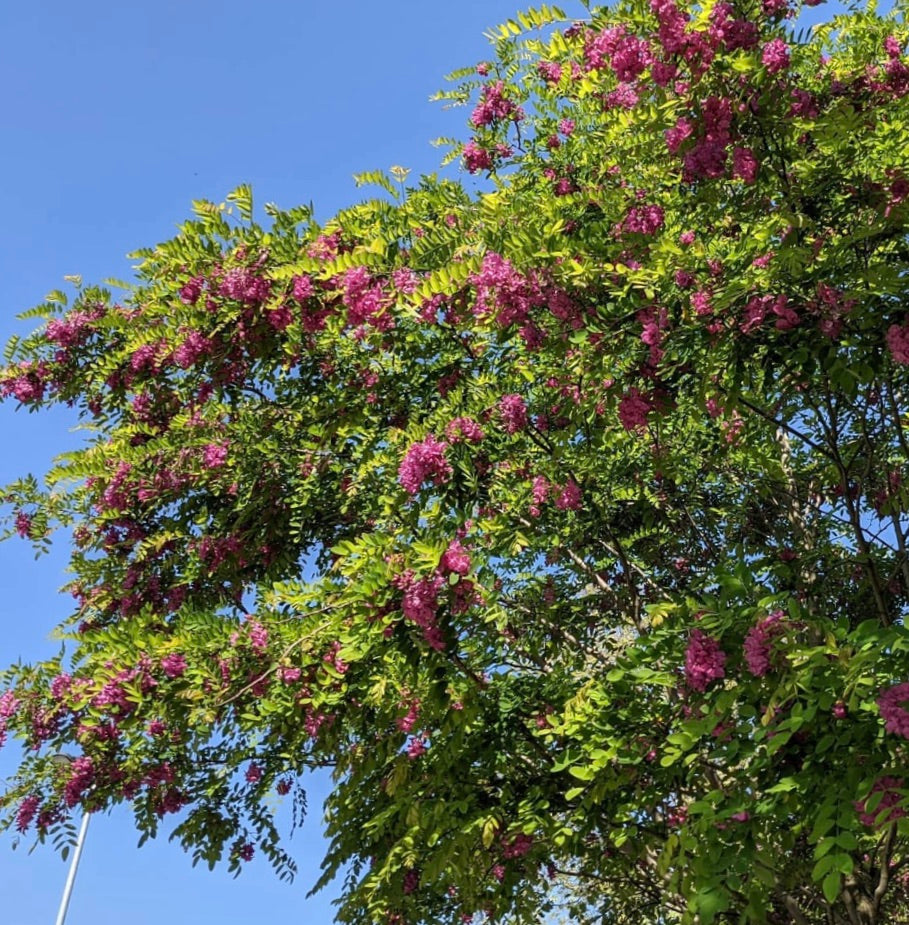 Robinia hispida 'Macrophylla' 10-40cm | Rose acacia | Bristly locust
