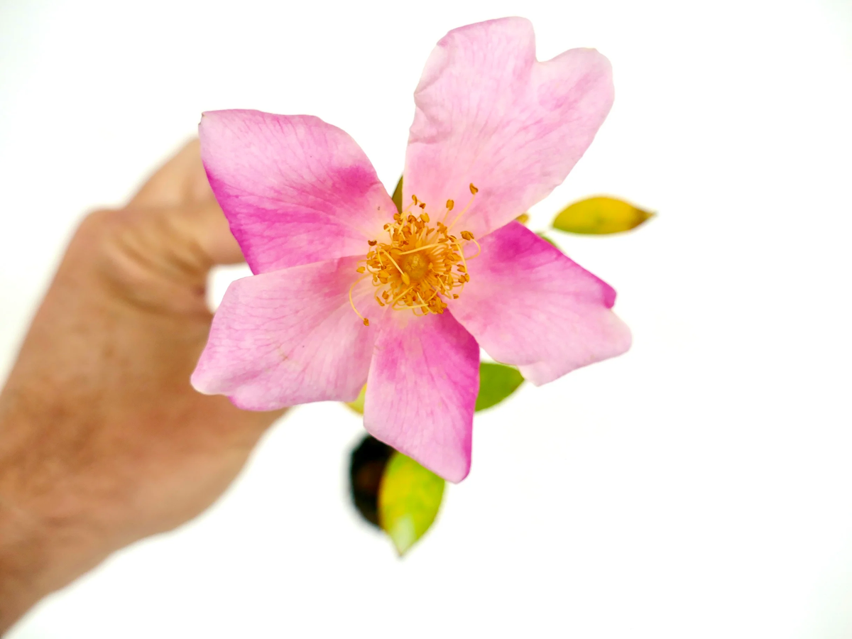 Rosa canina 20-60cm | Dog rose | Wild rose
