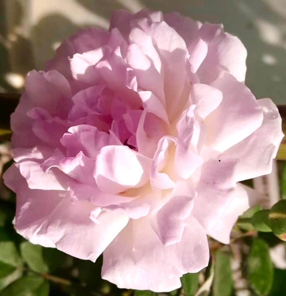 Rosa indica odorata 20-40cm | Tea rose | Fragrant rose