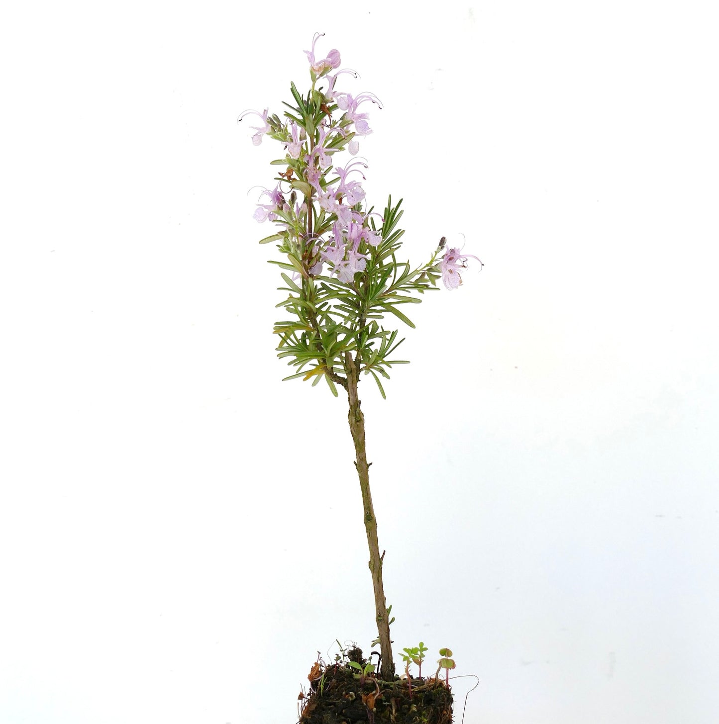 Rosmarinus officinalis cv MAJORICA PINK | Rosemary | Compass plant