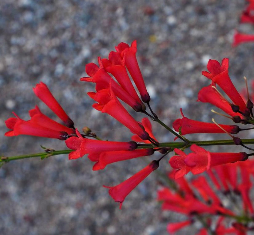 Russelia equisetiformis bright red tubular flowers on slender green stems close-up