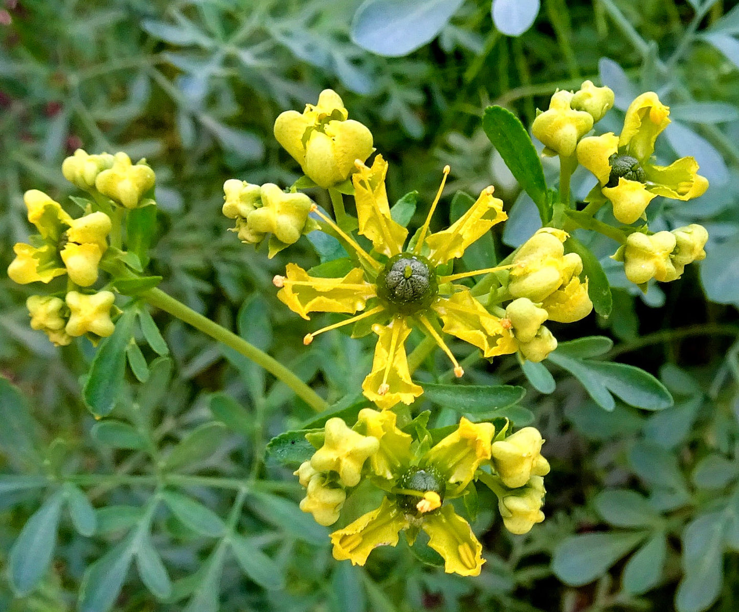 Ruta graveolens fiori giallo brillante a grappolo con fogliame verde pianta erbacea