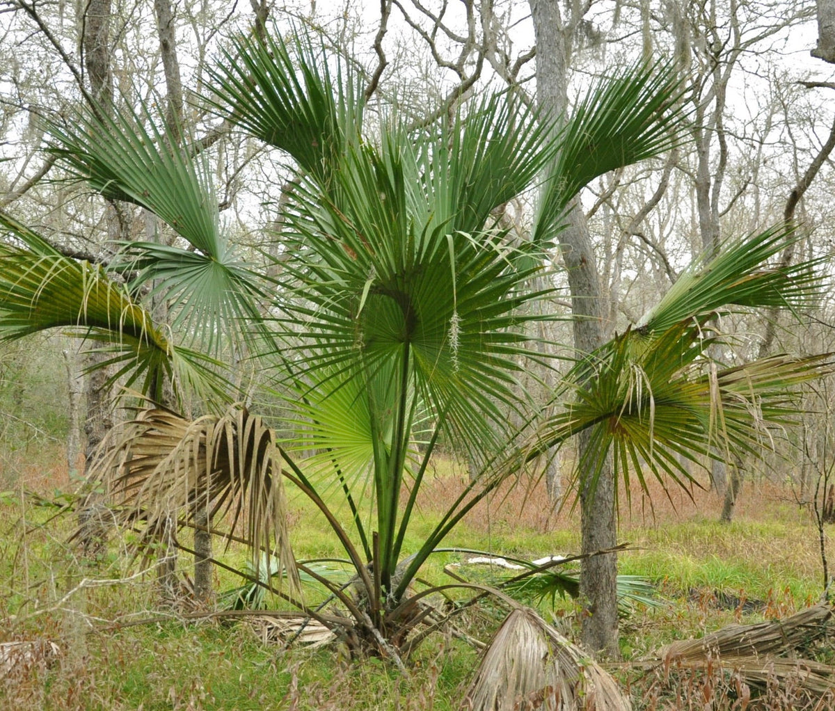 Sabal mexicana 10-25cm | Mexican palmetto | Texas palmetto