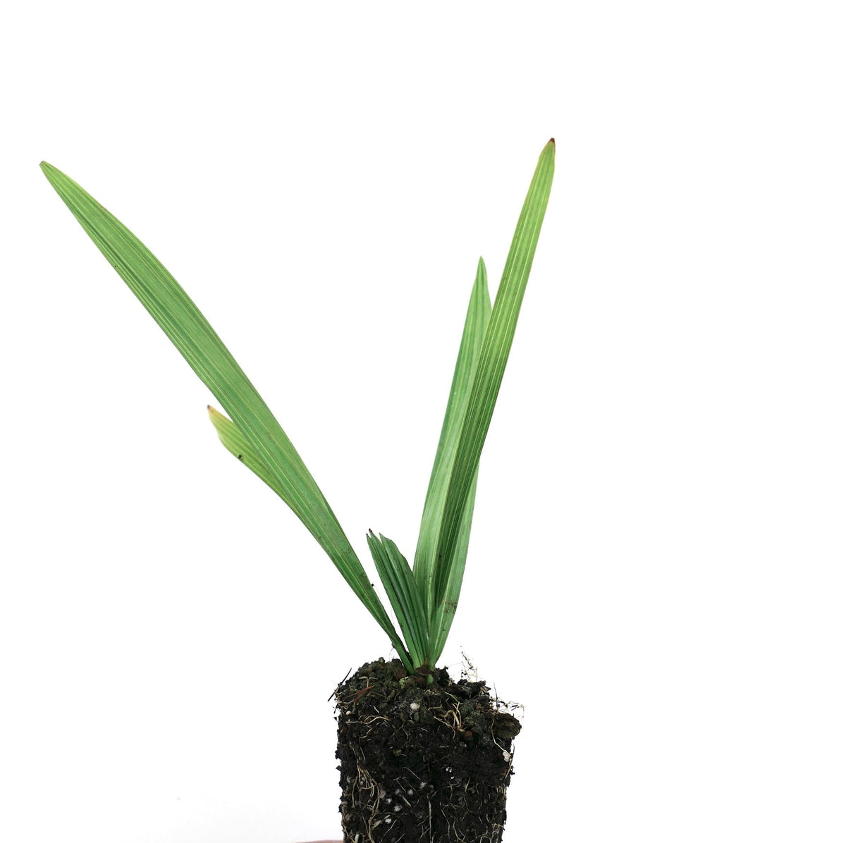 Sabal minor 10-30cm | Dwarf palmetto | Bush palmetto