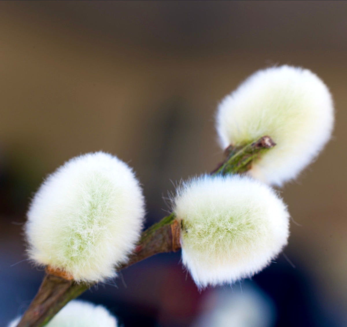 Salix caprea 20-40cm | Goat willow | Pussy willow