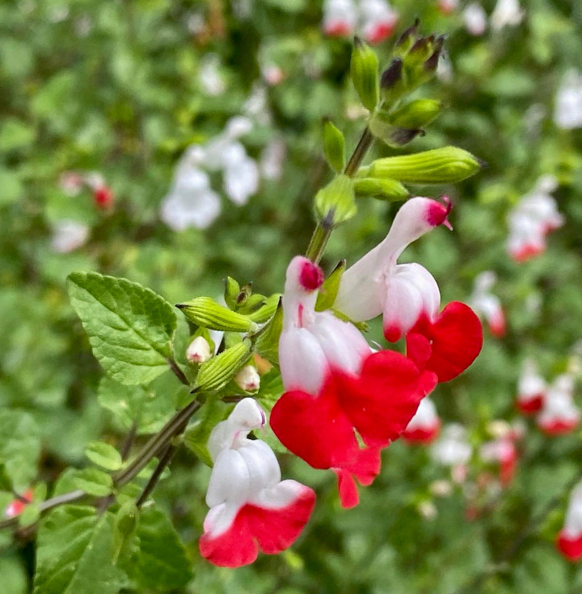 Salvia microphylla (White Red Flower) 15-20cm | Baby sage