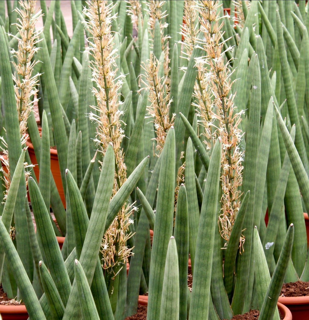 Sansevieria cylindrica 60-90cm | Cylinder snake plant | African spear