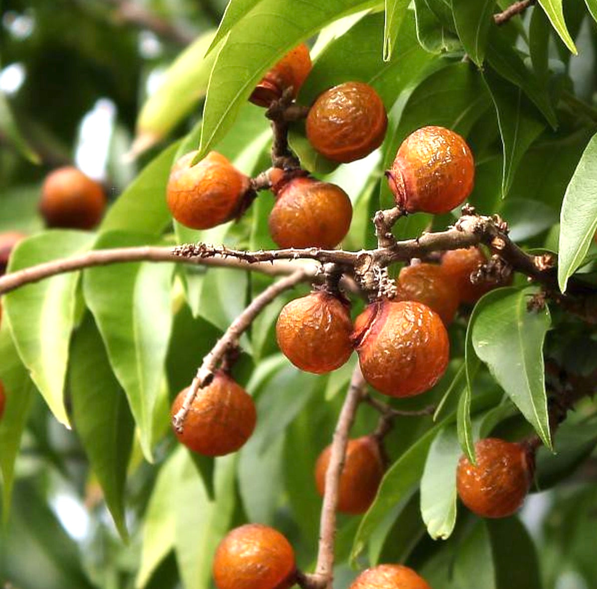 Sapindus saponaria 110-140cm | Soapberry | Soapnut