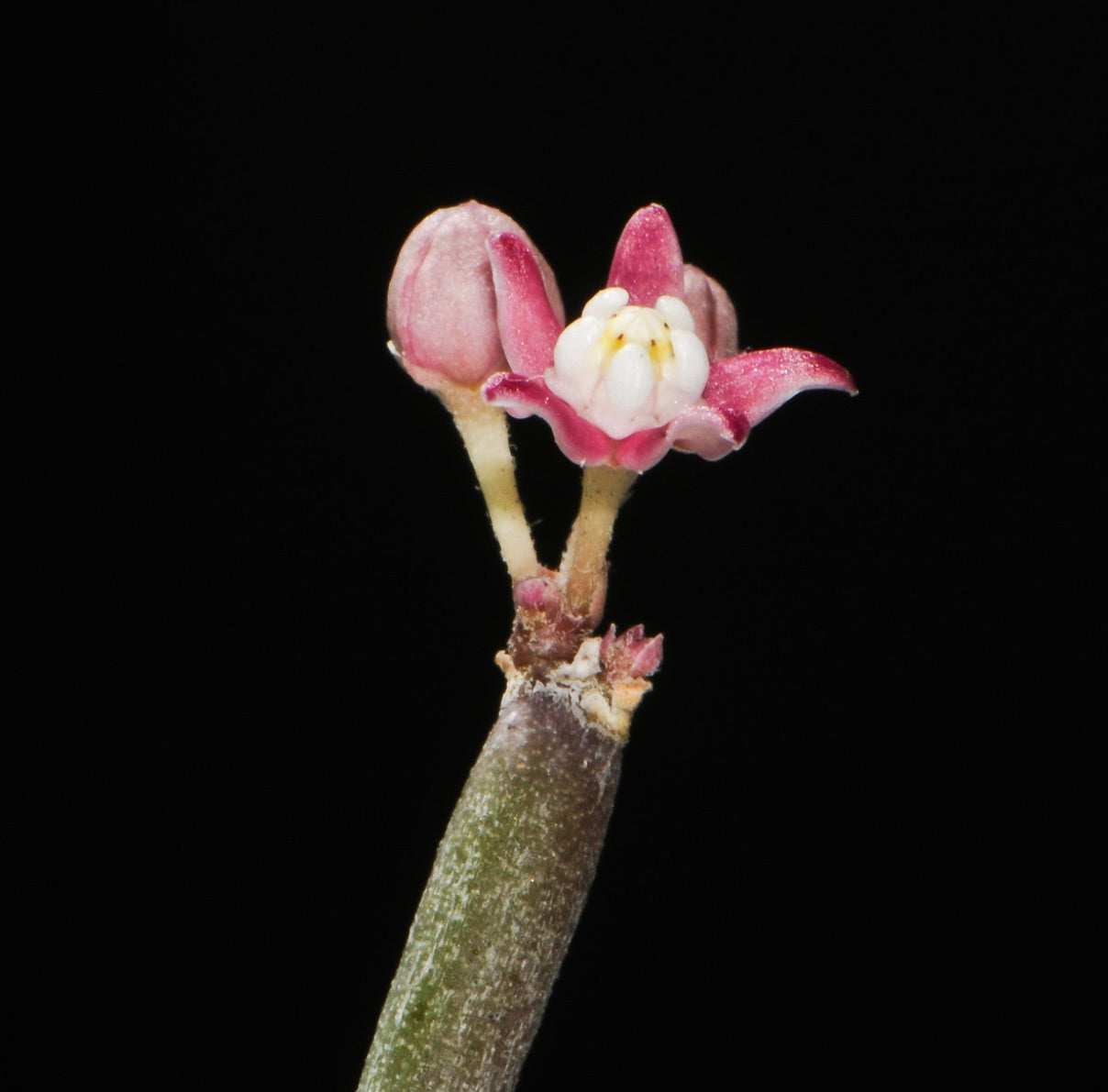 Fusto succulento di Sarcostemma vanlessenii con piccoli fiori delicati rosa e bianchi, primo piano
