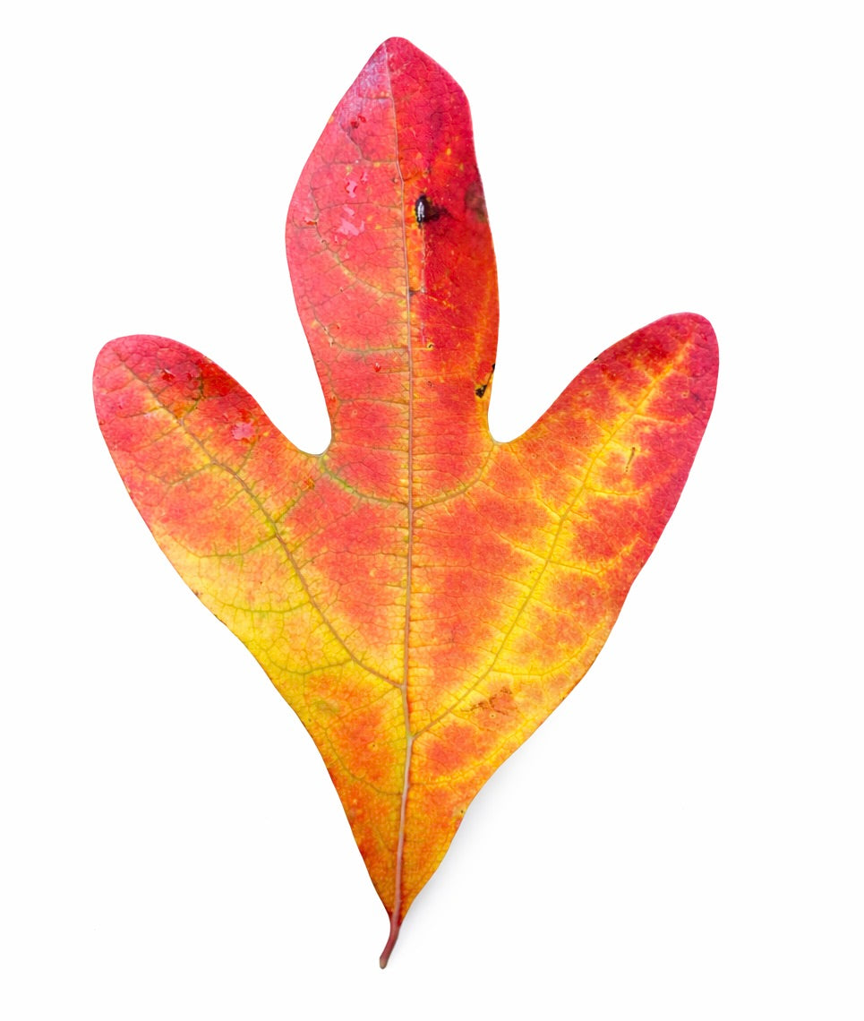 Sassafras albidum 35-60cm | Sassafras | White sassafras