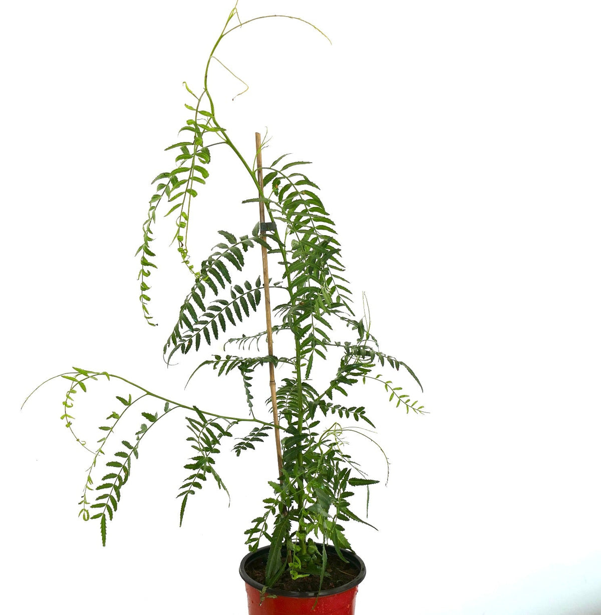 Schinus molle 20-35cm | Peruvian pepper tree | California pepper tree