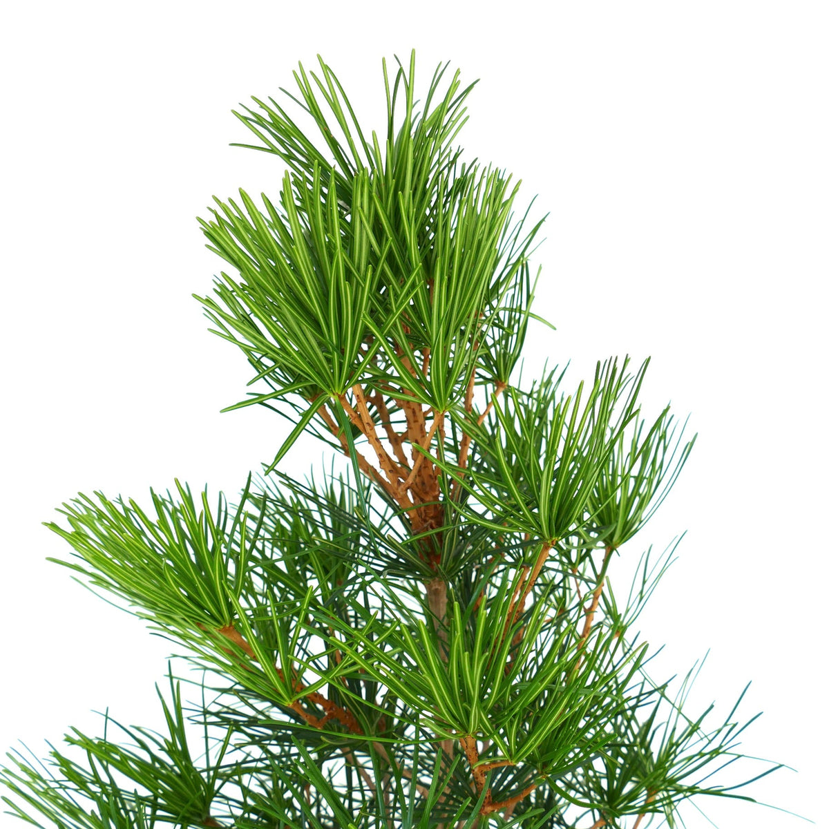 Sciadopitys verticillata 50-70cm | Japanese umbrella pine | Koyamaki