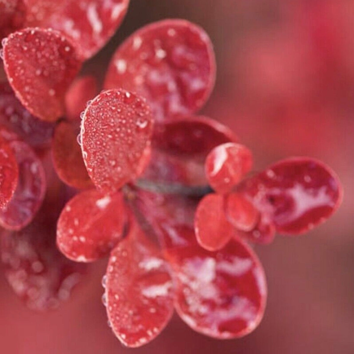 Berberis thunbergii cv atropurpurea 20-35cm | Japanese barberry