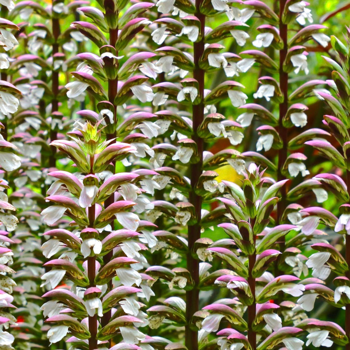 Acanthus mollis 10-15cm | Bear's breeches | Oyster plant
