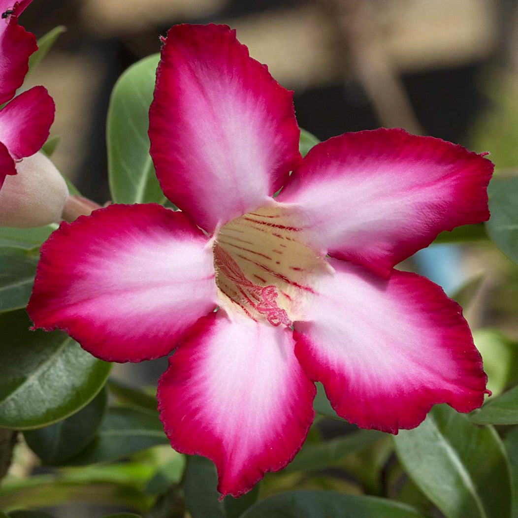 Adenium arabicum cv 'Night Fork' 12-15cm | Desert rose | Mock azalea