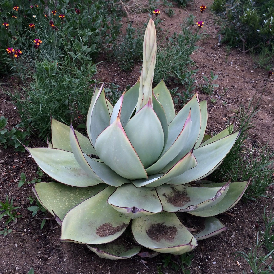 Agave celsii 20-30cm | Agave | Century plant