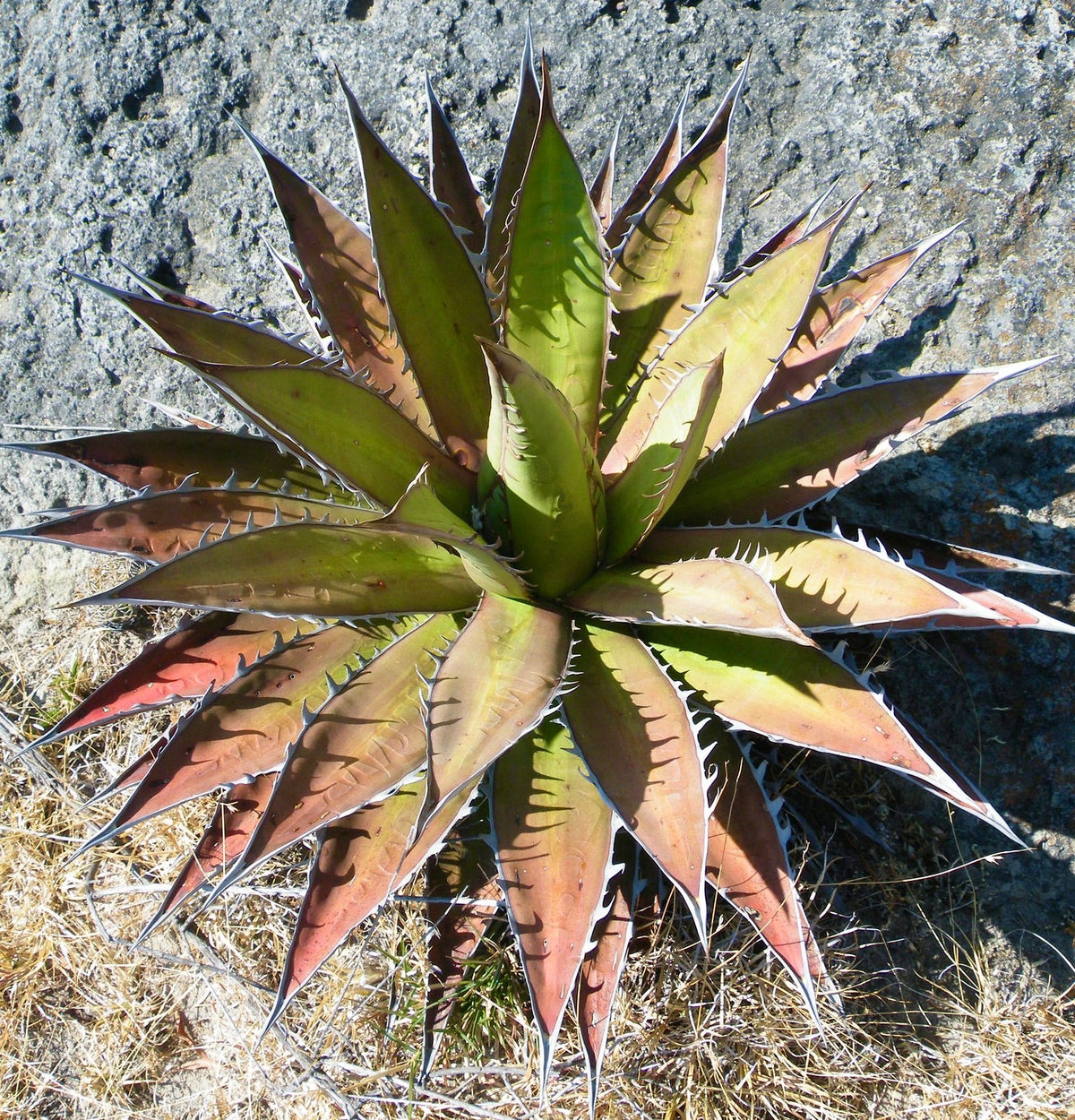 Agave kerchovei 15-20cm | Agave | Century plant