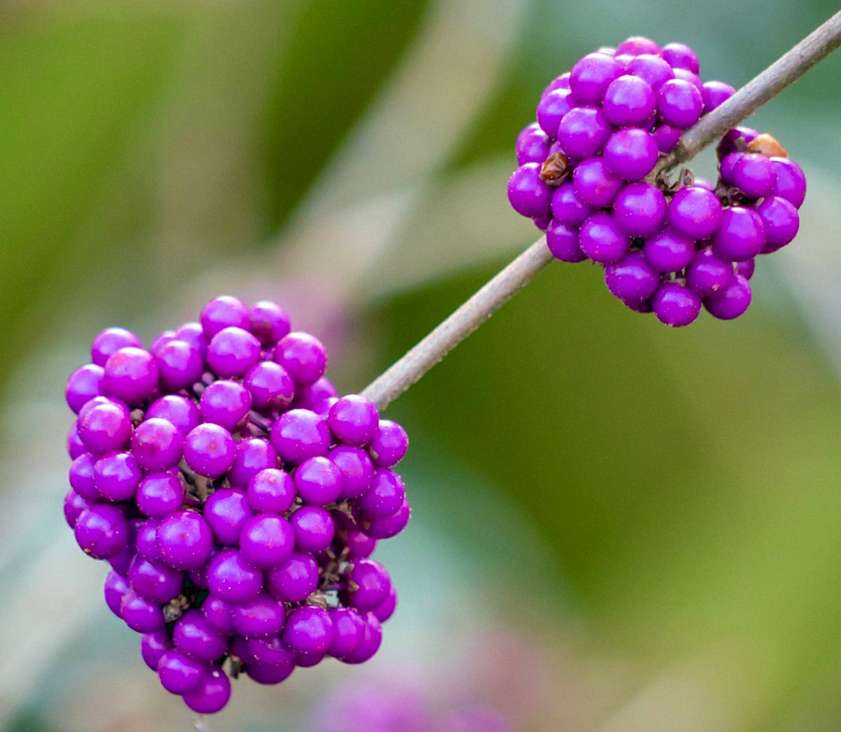 Callicarpa bodinieri 20-50cm | Beautyberry | Bodinier's beautyberry