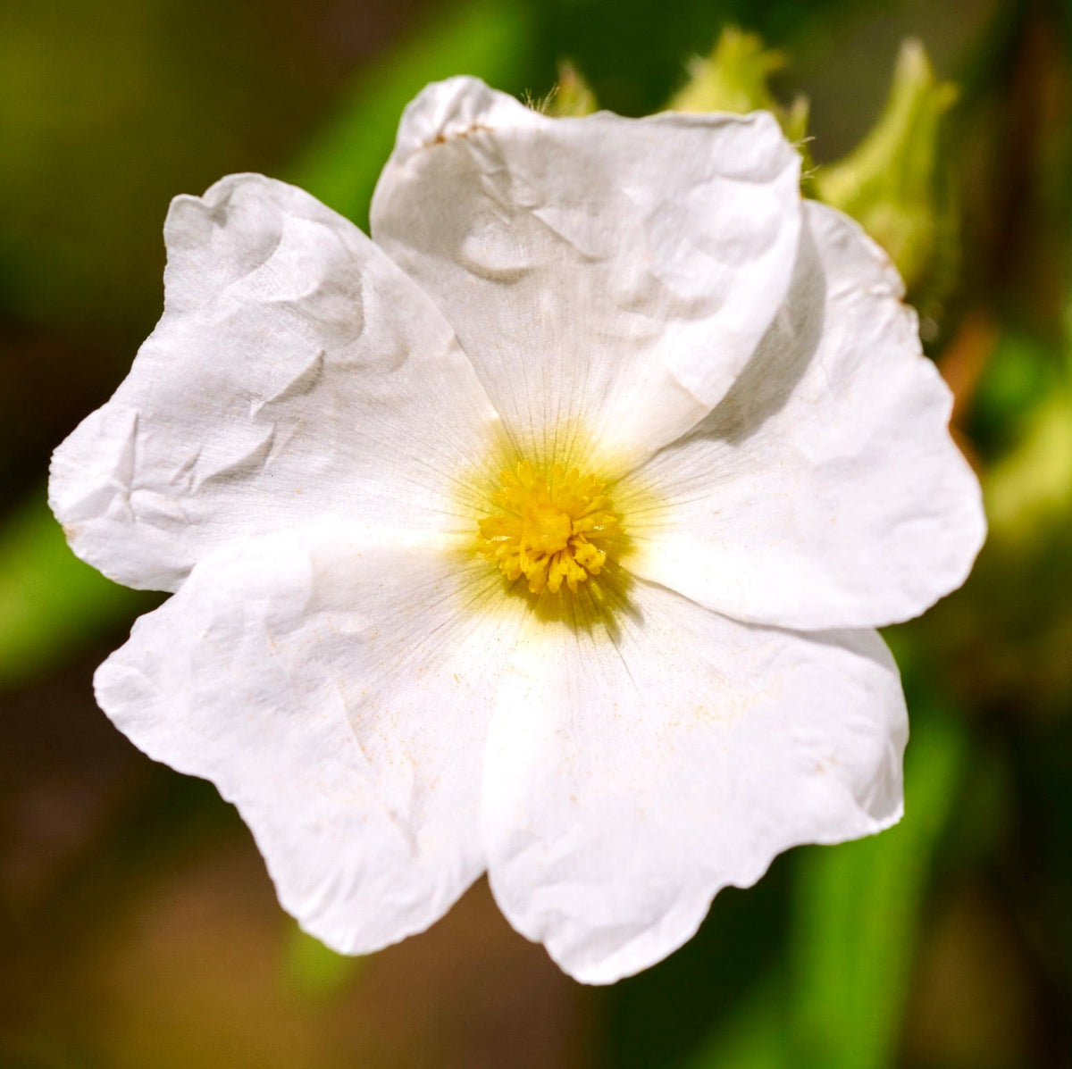 Cistus monspeliensis 30-60cm | Montpellier rockrose | White rockrose