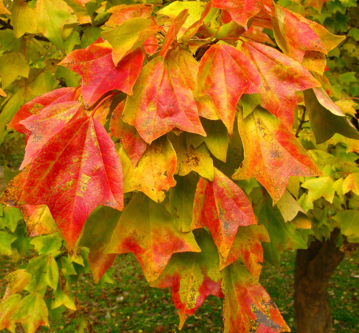 Acer buergerianum 100-120cm | Acero tridente | Acero a tre denti
