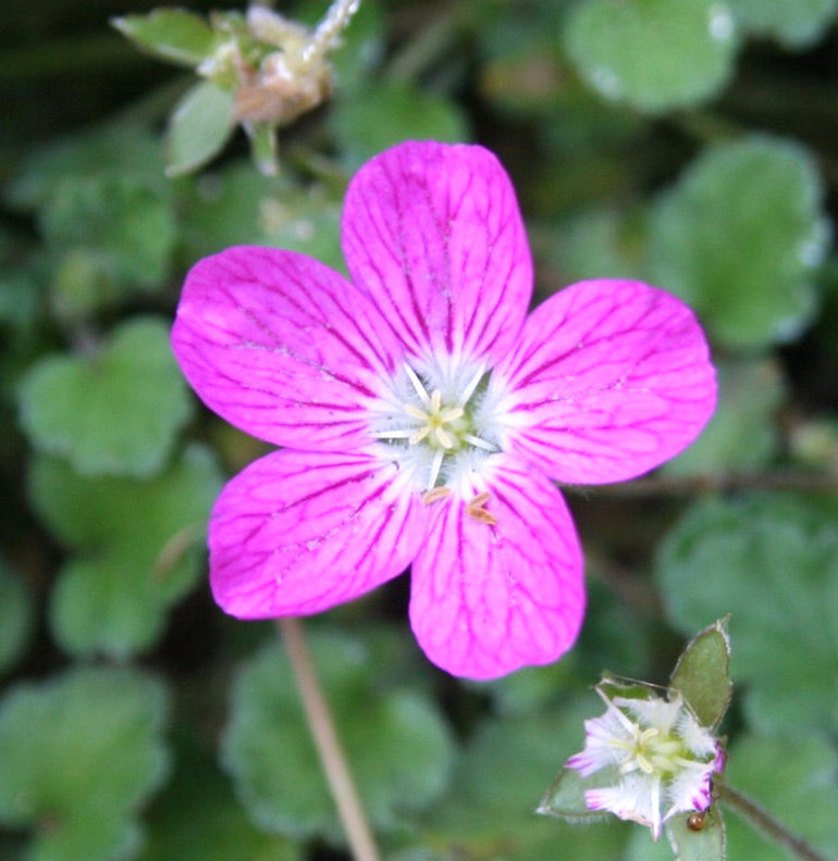Erodium variabile (8cm pot) | Heron's bill | Storksbill