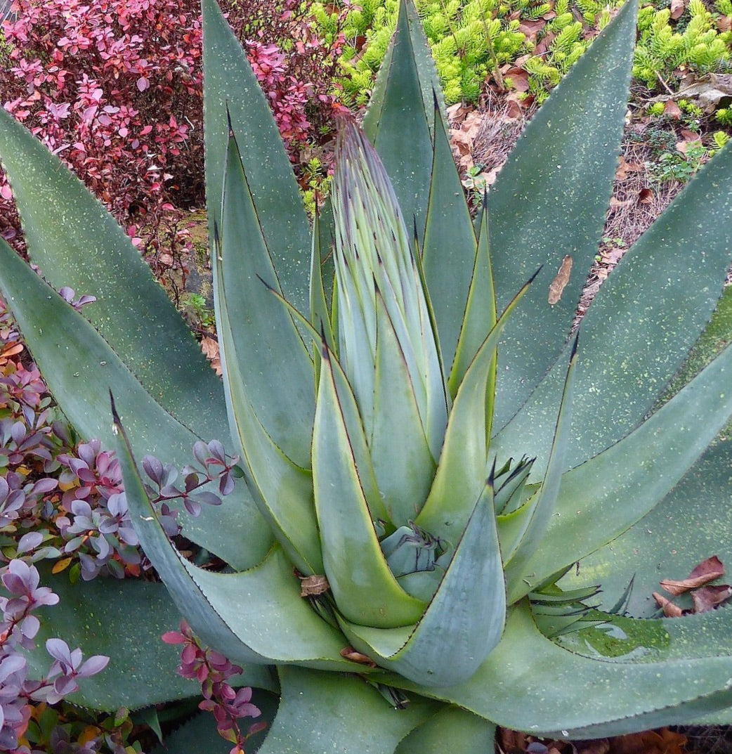 Agave obscura 10-15cm | Agave | Century plant