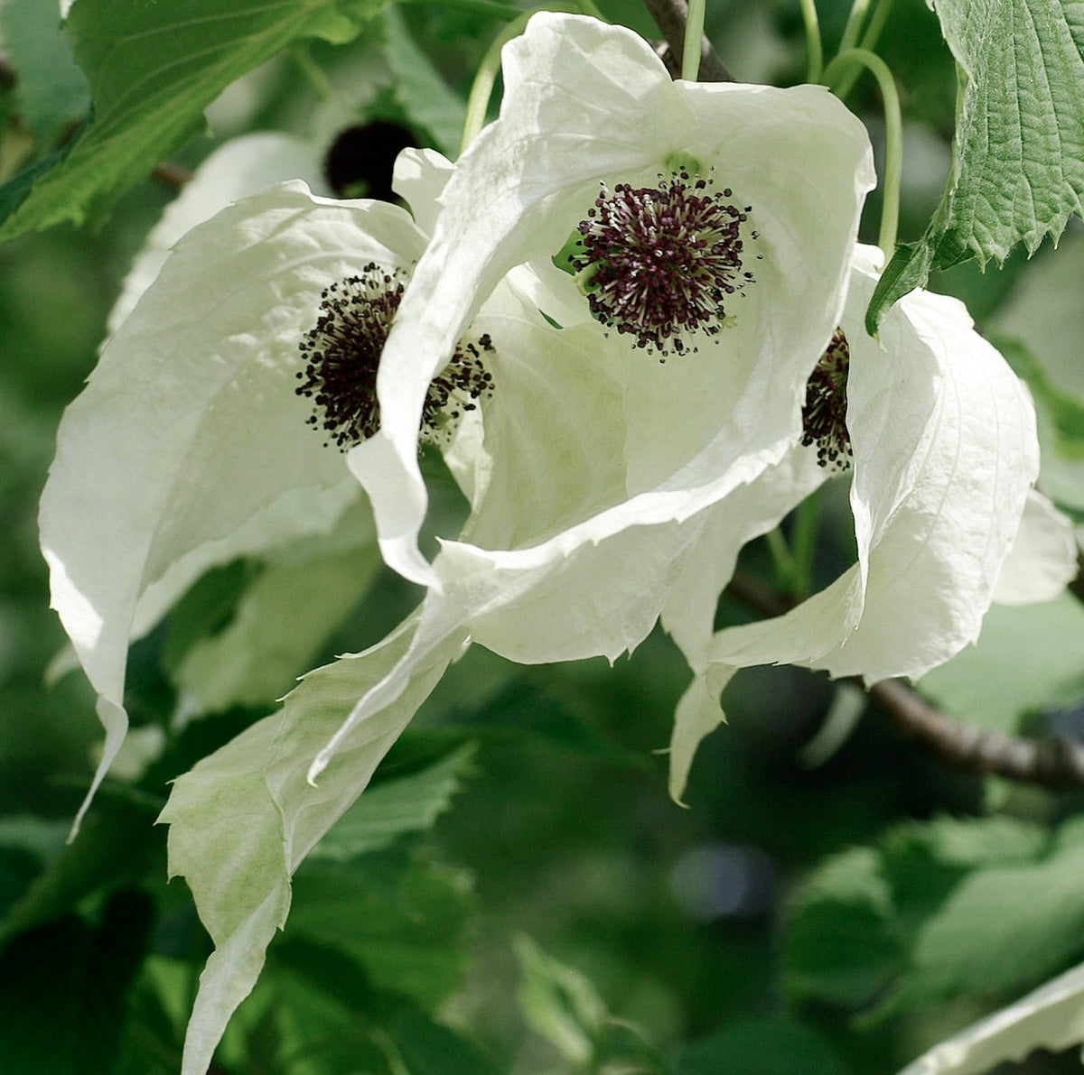 Davidia involucrata 150-200cm | Albero delle colombe | Albero dei fazzoletti