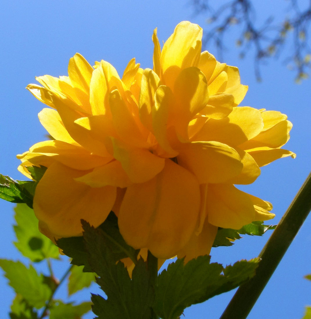 Kerria japonica cv 'pleniflora' 30-70cm | Japanese kerria