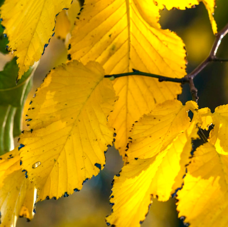Tilia tomentosa 80-200cm | Silver linden | Silver lime
