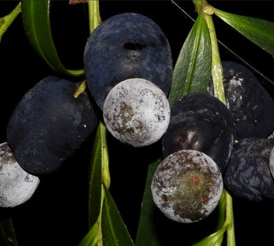 Podocarpus elatus 30-65cm | Plum pine | Brown pine