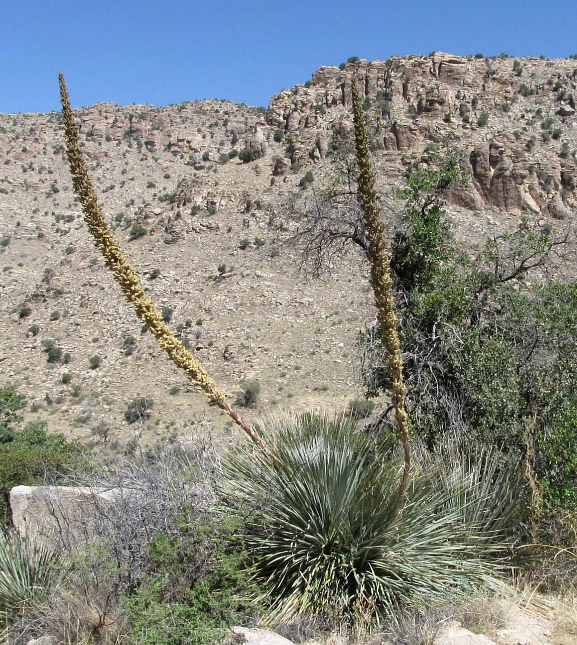 Dasylirion wheeleri desert plant with spiky rosette leaves and tall flowering stalks