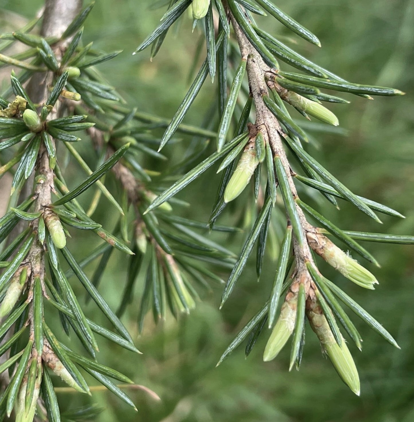 Cedrus libani fresche ciocche di aghi verdi con nuovi germogli verde chiaro sui rami
