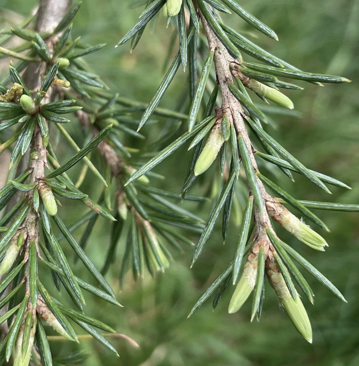 Gruppi freschi di aghi verdi di Cedrus libani con nuove gemme verde chiaro in primo piano