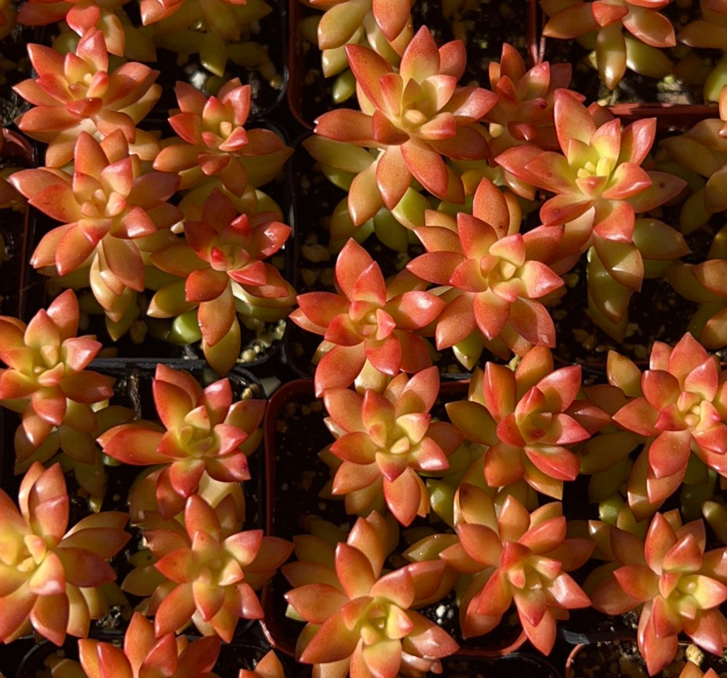 Sedum adolphii succulent rosette plants with orange-red tinted leaves in nursery pots
