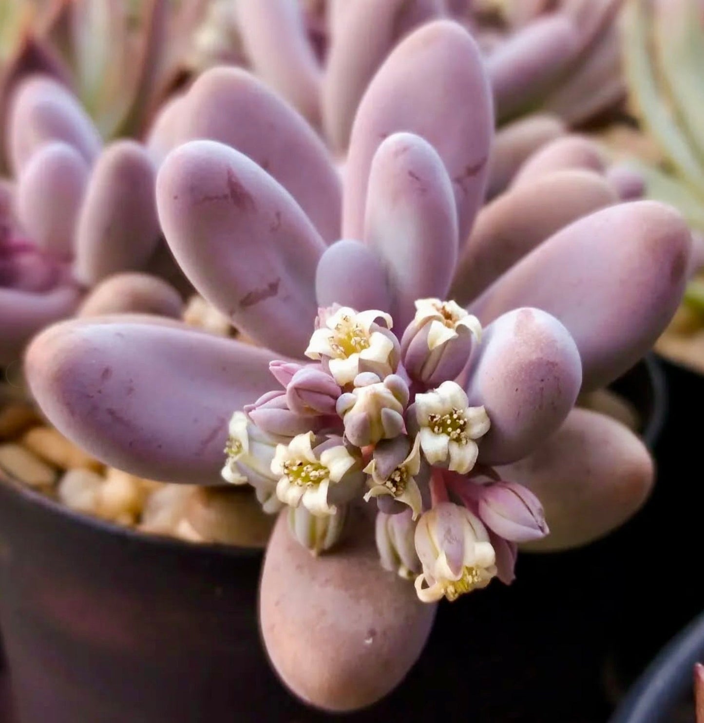 Sedum craigii succulenta con foglie viola carnose e piccoli fiori bianchi in fiore