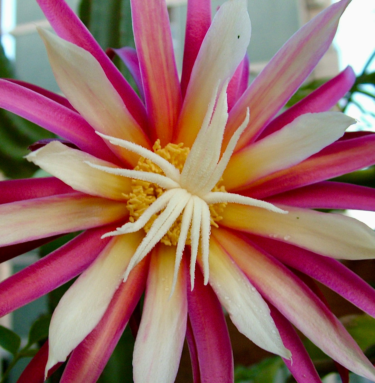 Selenicereus anthonyanus vibrant pink and white star-shaped cactus flower in bloom