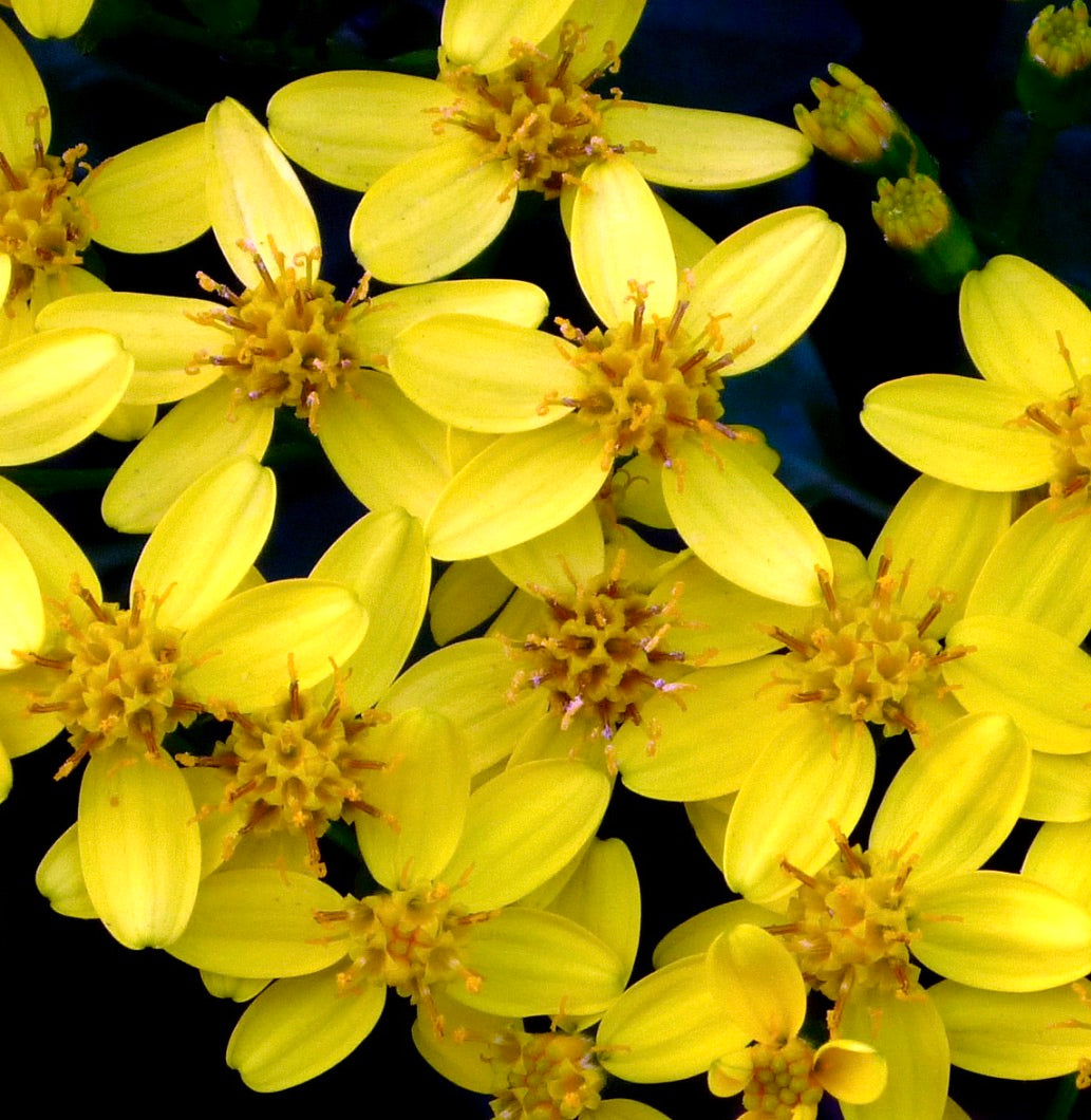 Senecio angulatus 15-20cm | Creeping groundsel | Cape ivy