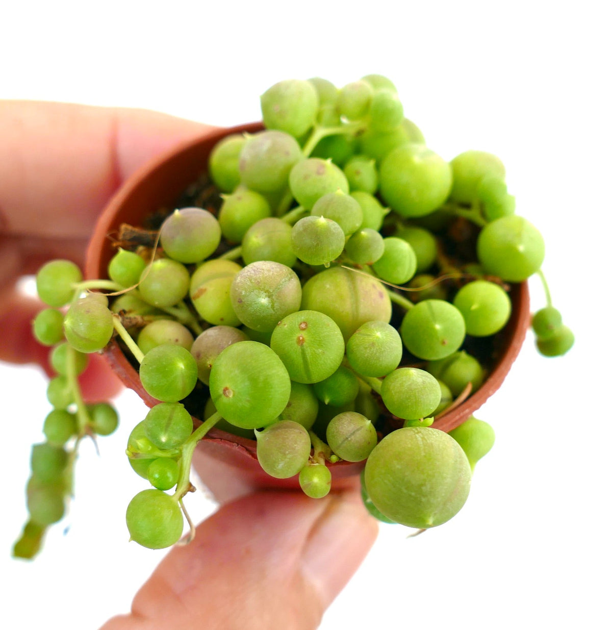 Senecio rowleyanus | String of pearls | String of beads