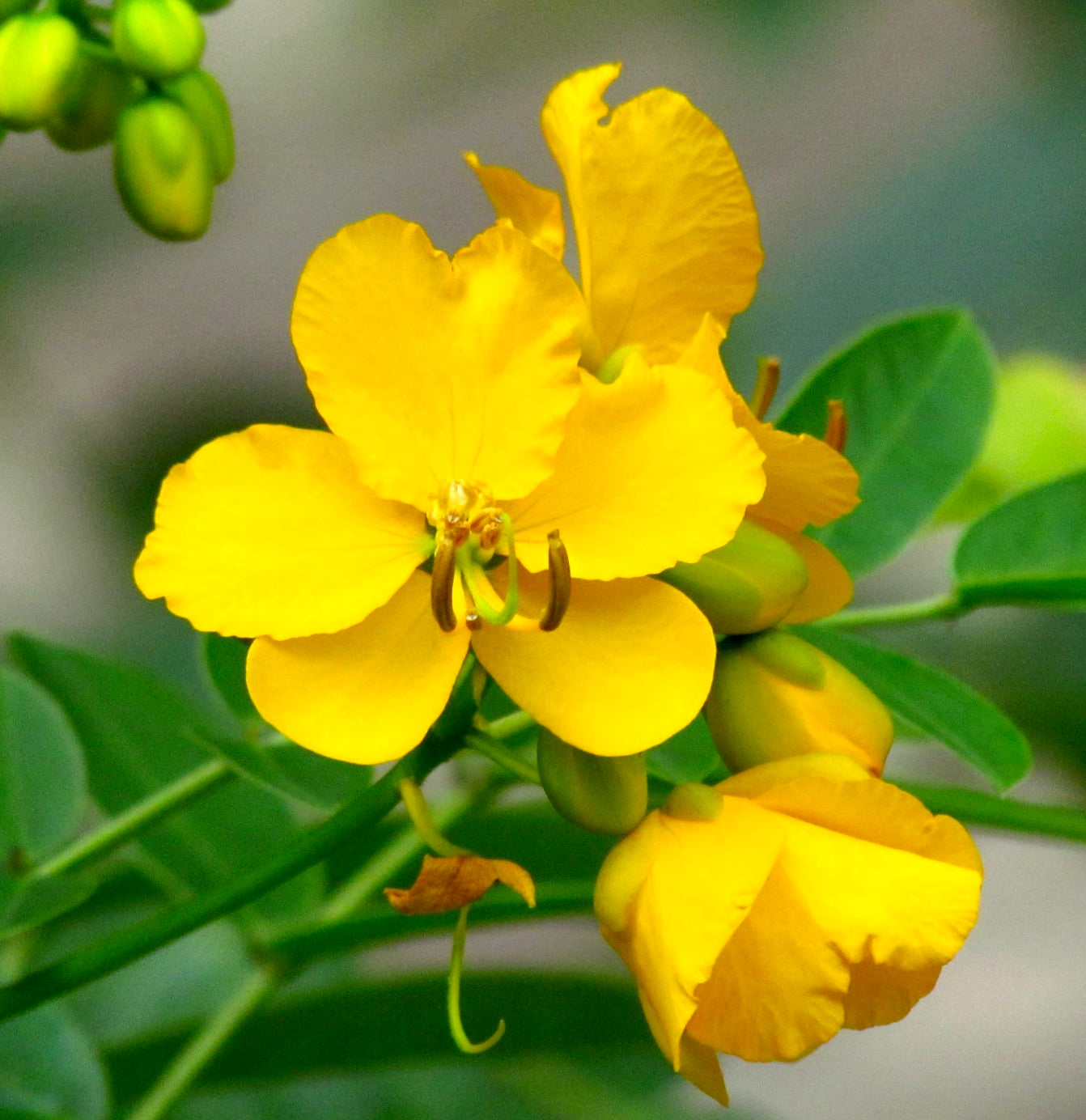 Senna corymbosa | Cassia Argentina | SEMI