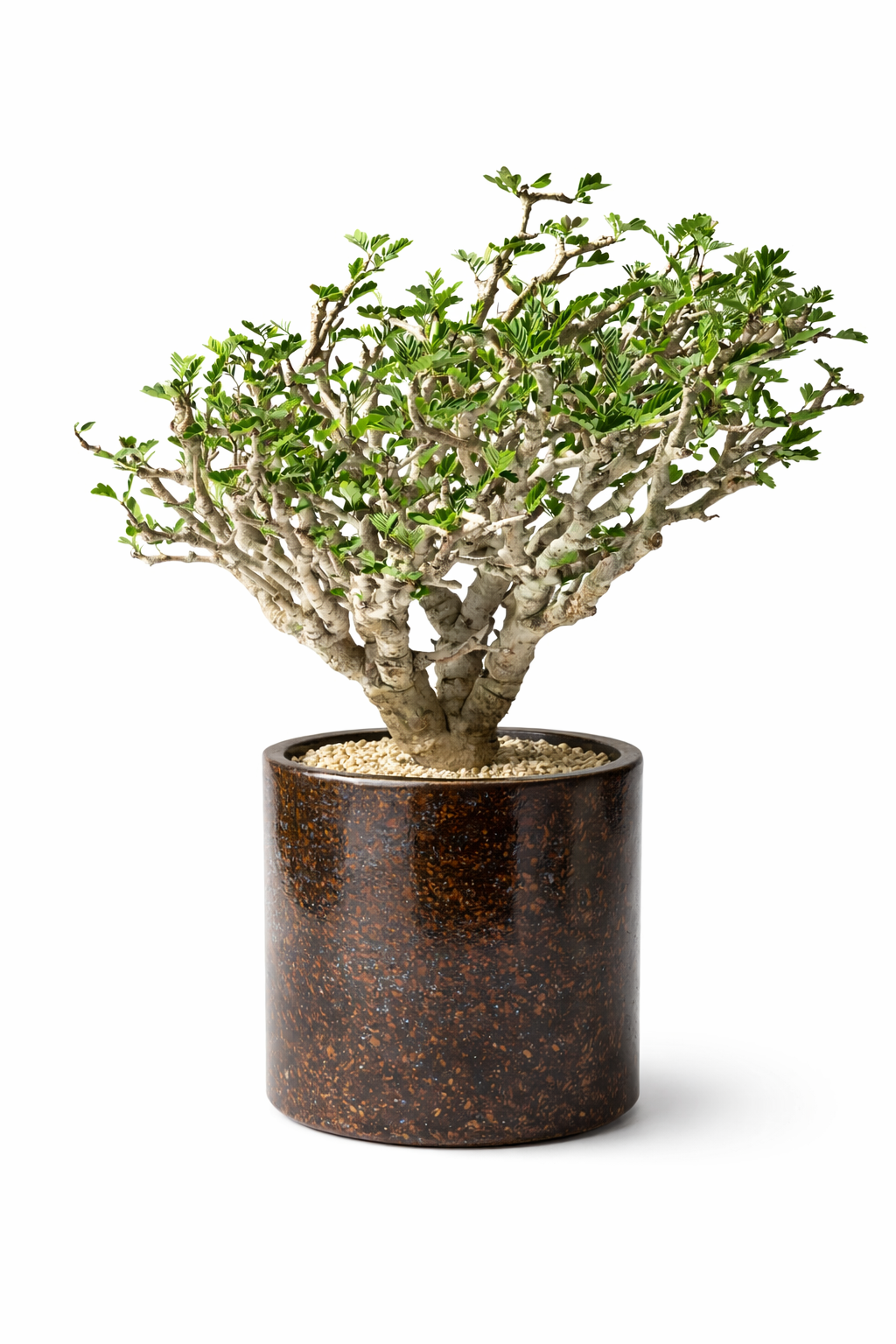 Senna meridionalis small bonsai with thick branches and green leaves in brown ceramic pot