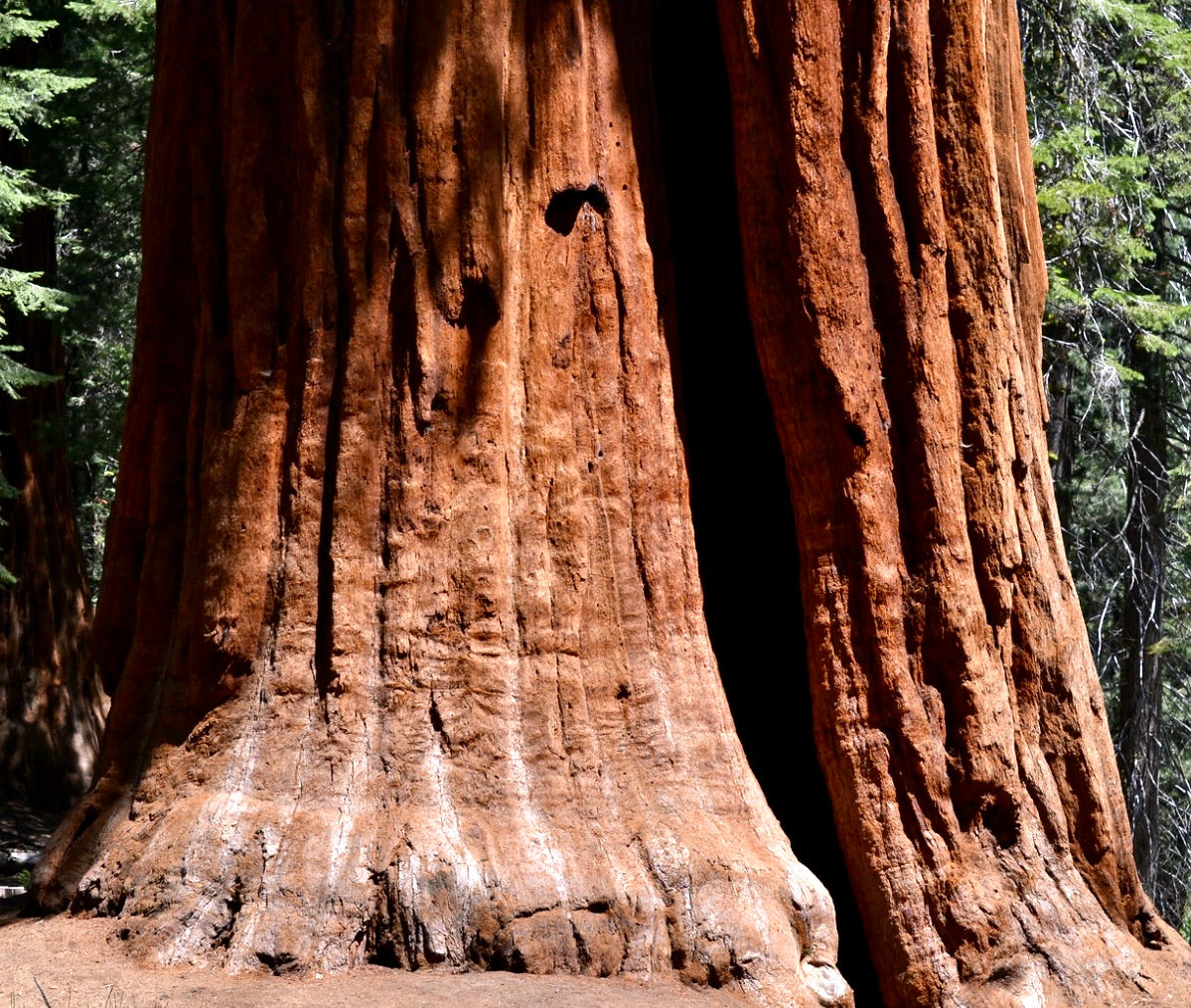 Sequoiadendron sempervirens massive textured trunk with reddish-brown bark and forest background